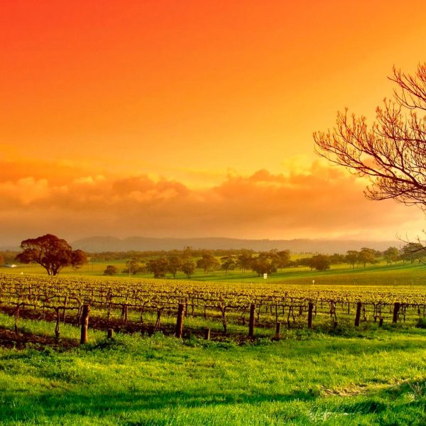 vineyard-wallpaper-5